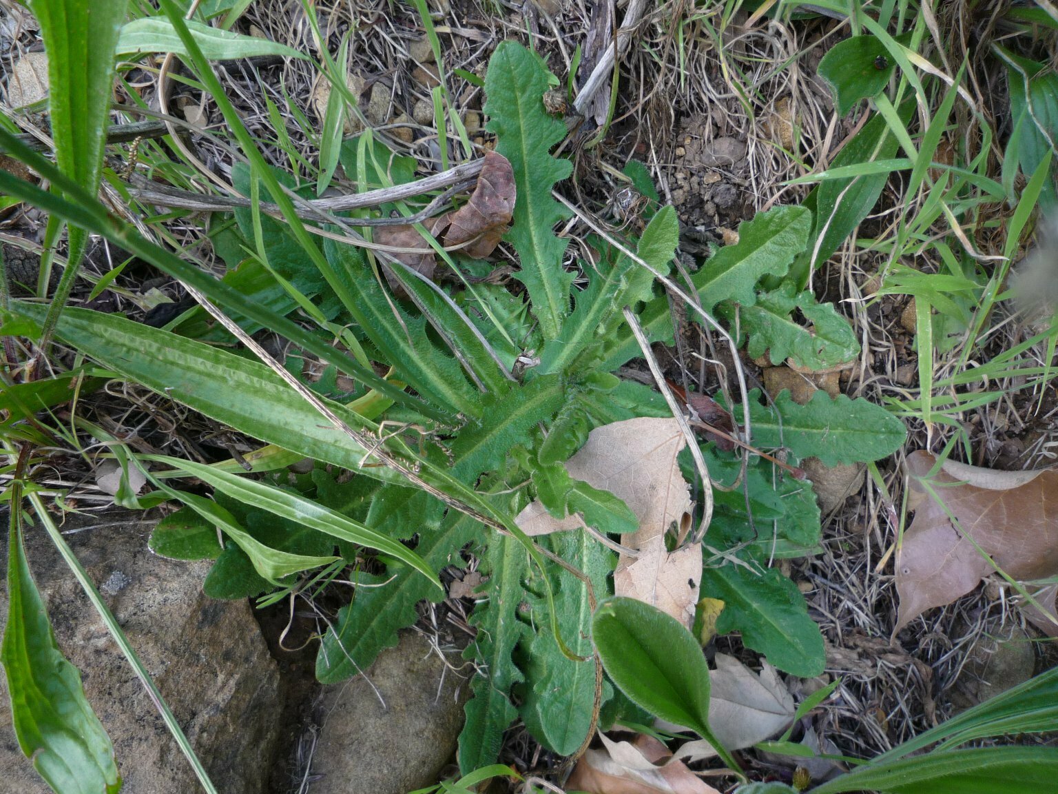 High Resolution Taraxacum officionale Leaf